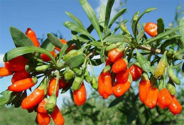 3 "thần dược" đẩy lùi gan nhiễm mỡ, tích cực sử dụng để có một lá gan khỏe mạnh