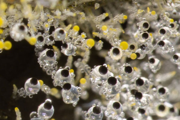 Những loại nấm "ảo ma" nhất hệ mặt trời