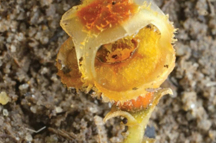 Phát hiện “những chiếc đèn lồng cổ tích” đầy mê hoặc mọc trong rừng nhiệt đới Malaysia