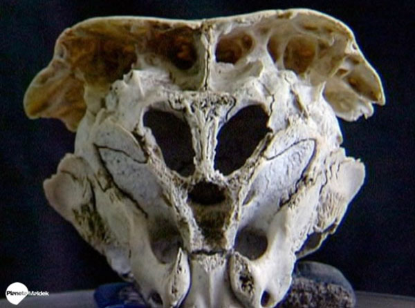 Hộp sọ Rhodope: Bằng chứng về người ngoài hành tinh trên Trái Đất?