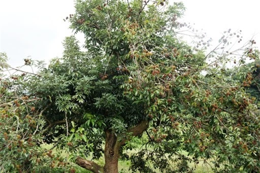 Loại trái cây mình mẩy đầy gai nhưng bóc vỏ ra thêm bất ngờ với phần lõi nuột nà, tưởng ở đâu xa mà ngay gần Việt Nam - Ảnh 4.