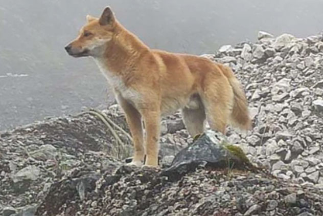 Loài chó cổ xưa có "tiếng hát" giống y cá voi tưởng đã tuyệt chủng suốt nửa thập kỷ nay vẫn còn đang phát triển ngoài tự nhiên