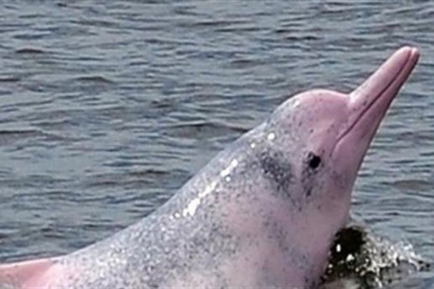 Khoảnh khắc cá heo hồng nhào lộn trên biển Hải Phòng