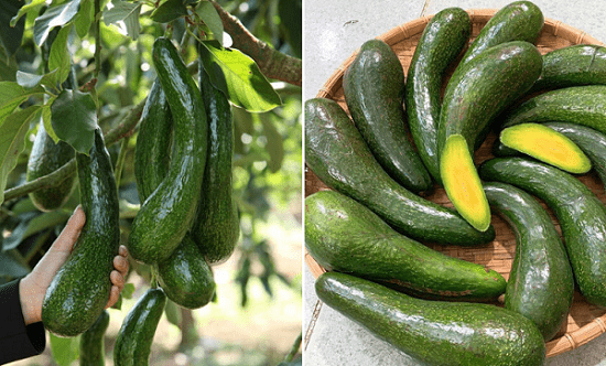 Xuất khẩu bơ: Tiềm năng lớn nhưng phát triển chưa tương xứng