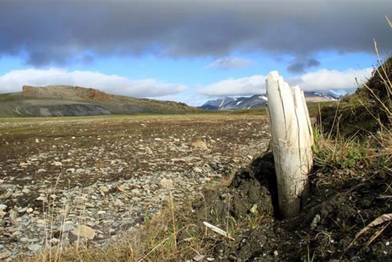 Ngà của một con voi ma mút lông xoăn được phát hiện tại đảo Wrangel, đông bắc Siberia. (Ảnh: AFP/TTXVN)