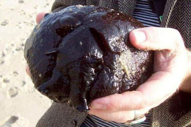 Thấy sinh vật lạ trên bờ biển, chàng trai tò mò nhặt lên xem rồi lập tức tái mặt vì cảnh tượng xuất hiện ngay sau đó