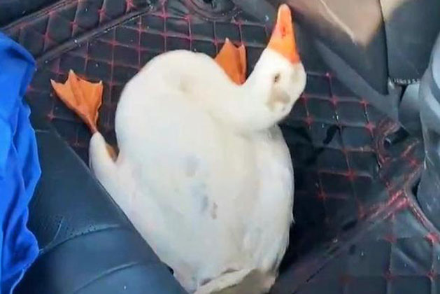 Đem con ngỗng đi thịt, song giữa đường con vật bất ngờ có hành động lạ khiến người đàn ông tha mạng cho nó