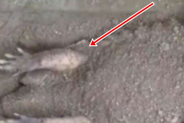 Thấy có móng vuốt nhô ra từ trong đất, gạt ra xem, nam thanh niên ngỡ ngày với thứ được tìm thấy