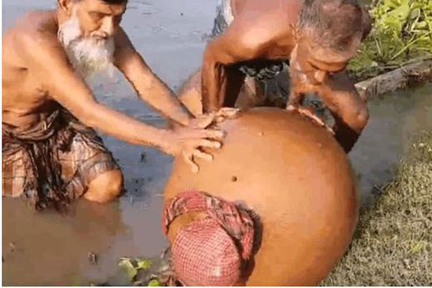 Người dân đổ đầy lạc vào vò đất rồi thả xuống sông, lúc sau vớt lên, ai cũng trầm trồ kinh ngạc vì thành quả thu được