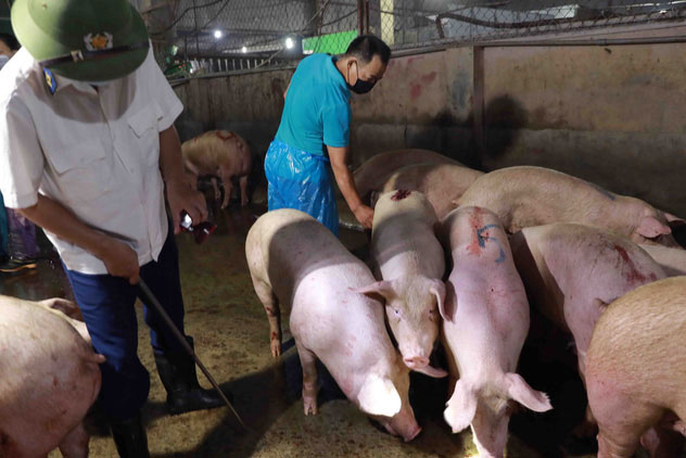 Thịt lợn giá rẻ vẫn chỉ ở trên... tivi