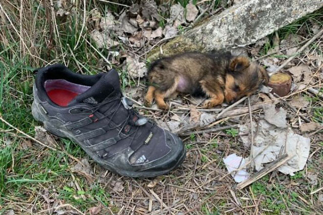 May mắn thay một chú chó con đang hấp hối ngoài bãi rác bỗng được người đàn ông tốt bụng cứu sống