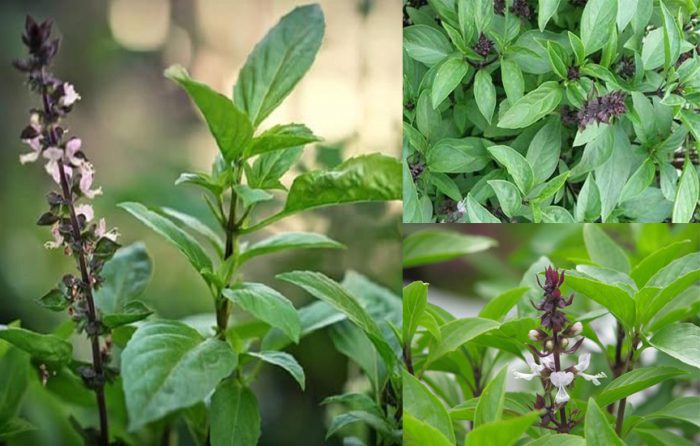 Bó rau ‘quê mùa’ nhiều người làm ngơ nhưng lại là vị thuốc chữa bệnh tiểu đường, làm tan sỏi thận cực tốt