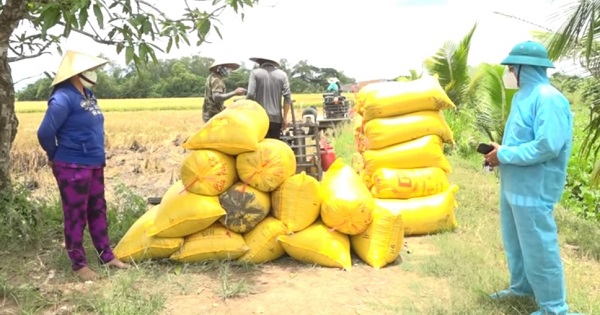 Sóc Trăng: Giúp người dân “vùng đỏ” thu hoạch và tiêu thụ lúa