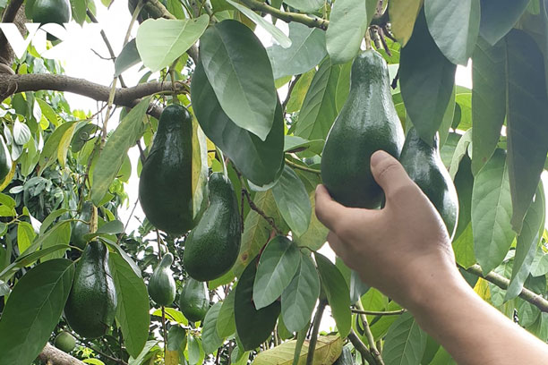 Trái cây nào sẽ được xuất khẩu nhiều nhất vào năm 2030?