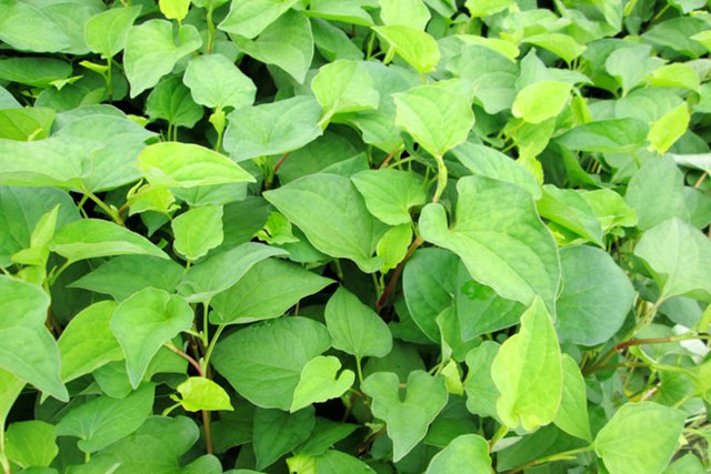 Làm mờ vết thâm từ các loại rau dân dã có nhiều ở vườn nhà bạn