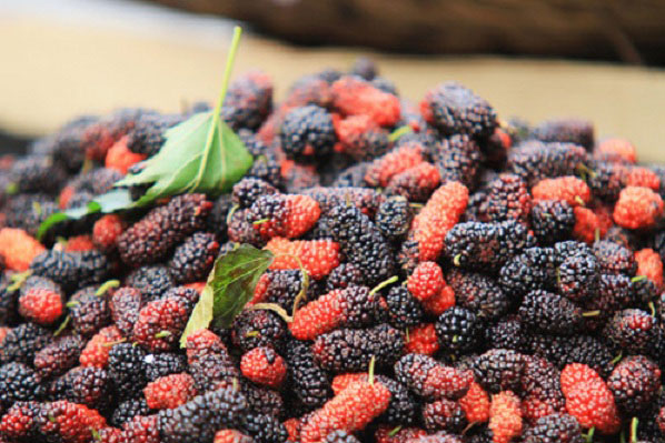 Muốn chống ung thư và trẻ đẹp, hãy ăn quả này thường xuyên