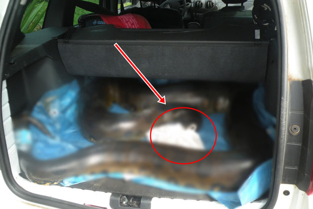 Để chó cưng ở cốp xe nhưng đi được 1 đoạn thì có tiếng động lạ, mở cốp kiểm tra, chủ xe hét lên thất thanh vì cảnh tượng trước mắt