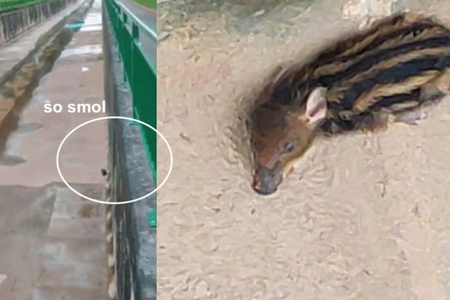 Thấy 1 con vật bị mắc cạn, người đàn ông gọi người đến giúp, cộng đồng mạng thở phào vì may anh ta không tự giải cứu nó