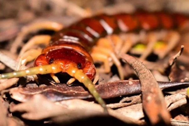 Kinh hoàng rết khổng lồ chén thịt hàng nghìn con chim