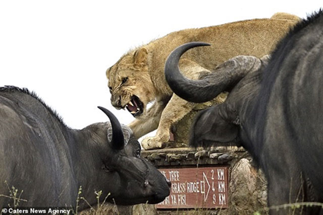 Bị con mồi bủa vây, vua sư tử hoá mèo ngoan ngoãn