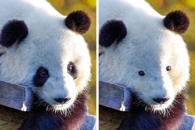 Hổ không vằn và các loài động vật mất đi điểm riêng biệt sẽ trông như thế nào?