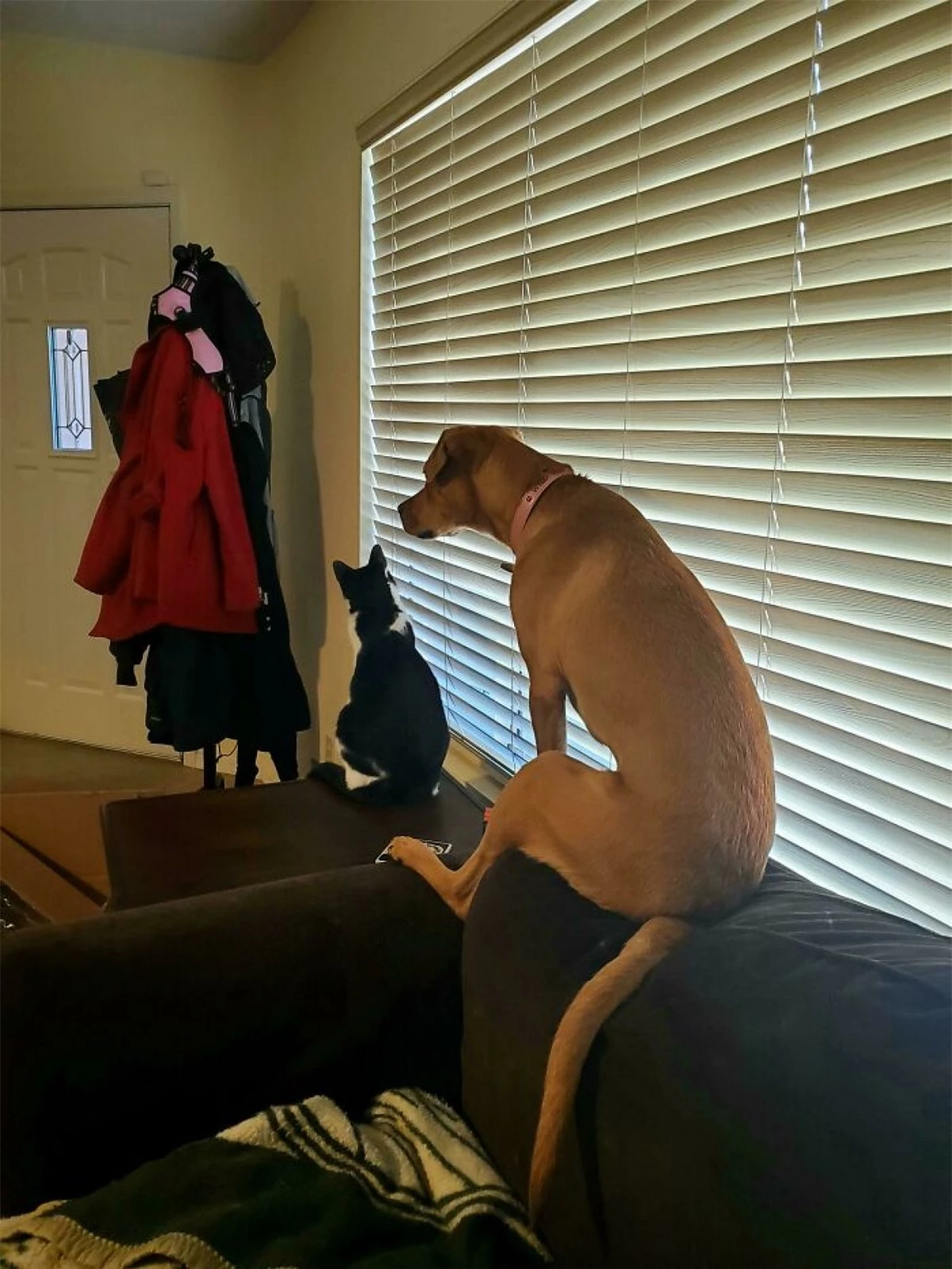 Chú chó thích bắt chước kiểu ngồi của mèo.