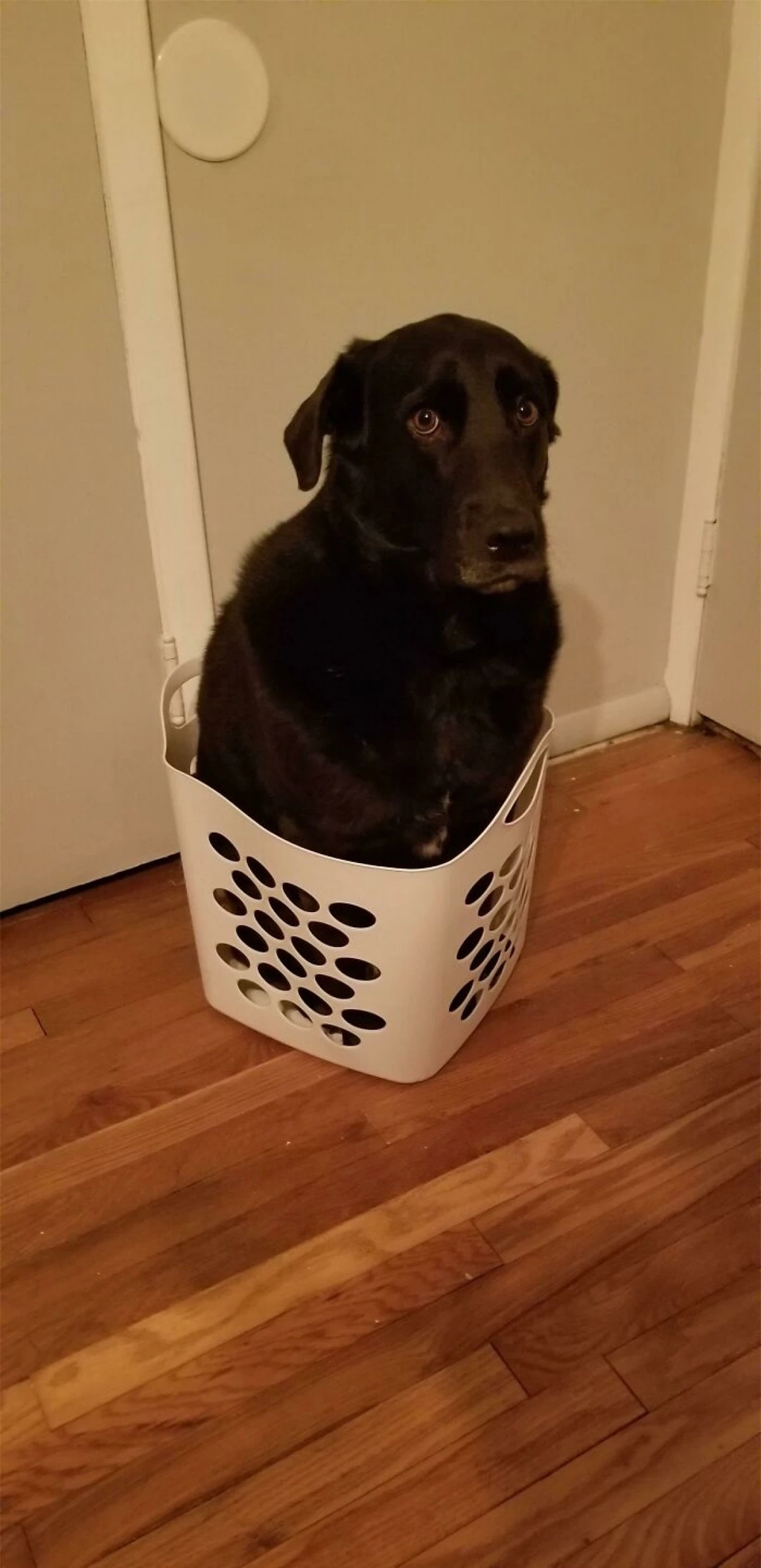 Chú chó với gương mặt buồn rầu vì làm kiểu gì cũng không thể giấu mình vào trong giỏ.