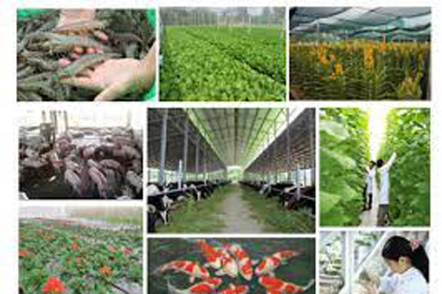 Ngân sách Nhà nước hỗ trợ đầu tư sản xuất giống