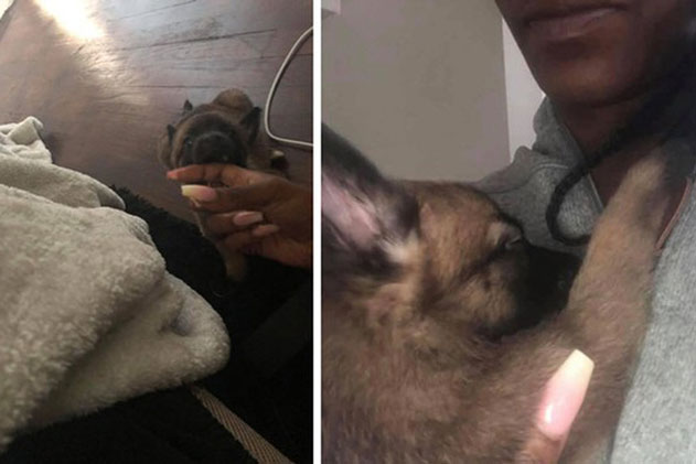 Cô gái mua chó về nuôi, đến gặp bác sĩ thú y mới nhận ra mình bị lừa nhưng cái kết còn gây hoang mang hơn