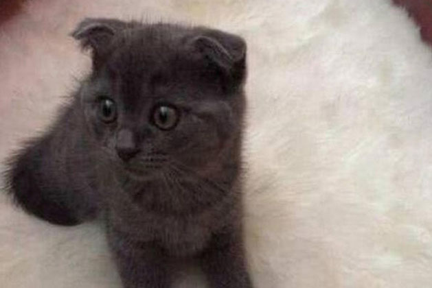 Gửi mèo cho bà nội nuôi, 1 năm sau về nhận lại, chàng trai "đứng hình" trước bộ dạng của con vật