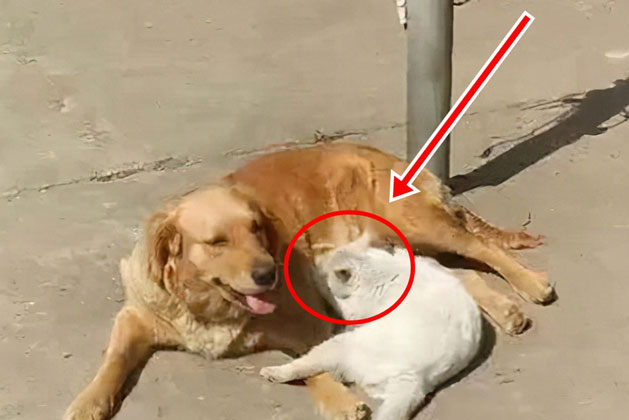 Chó mẹ sắp sinh bỗng nhiên kêu rên thảm thiết, vội chạy ra xem, chủ nhân suýt bật ngửa vì cảnh tượng có '1-0-2'