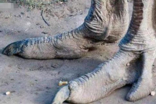 Bộ tộc "người đà điểu" sở hữu bàn chân quái dị, chuyên gia phát hiện sự thật đau lòng về cách họ duy trì noi giống