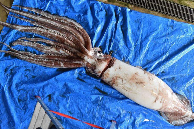 Cách giao phối bí ẩn của loài mực khổng lồ