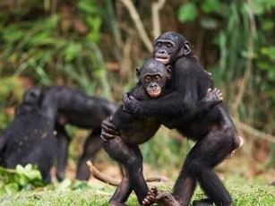 Loài vật ôm nhau để bày tỏ tình cảm như con người?