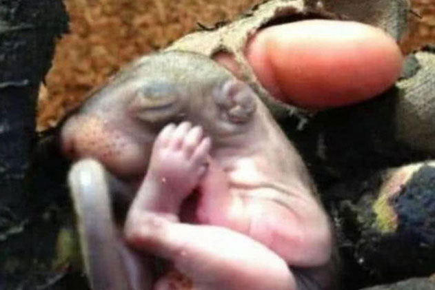 Đem con vật có hình thù kỳ lạ trong rừng về nuôi, vài tháng sau, chàng trai mừng ra mặt khi nhận ra "thân phận" của đối phương