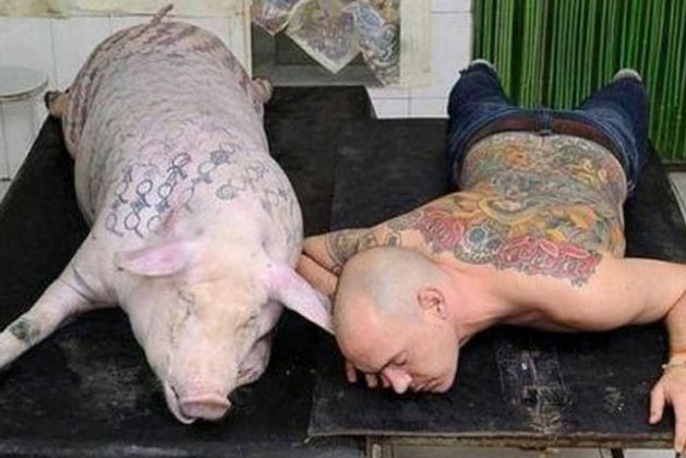 Quyết định "thay da" cho cả đàn lợn vì quá ế ẩm, chủ nhân sửng sốt nhận về kết quả nằm ngoài tưởng tượng