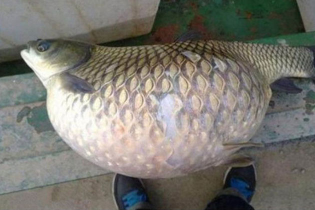 Đang định đem con cá vừa câu được chế biến cho bữa tối, nghe 1 câu nói của hàng xóm, người đàn ông lập tức mang đi thả