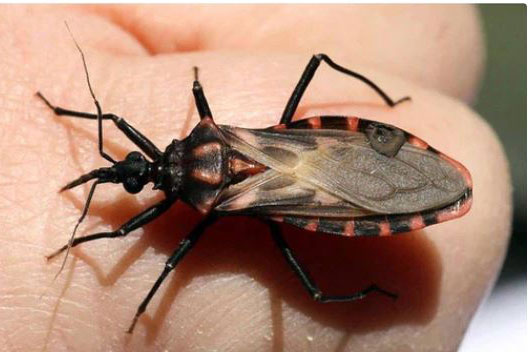 Loại sinh vật có biệt danh 'nụ hôn tử thần' cướp đi mạng sống của 10.000 người mỗi năm