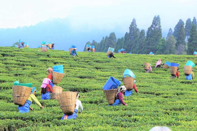 Lịch sử ít biết đến về trà - Đồ uống phổ biến thứ hai thế giới sau nước