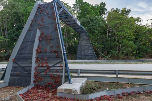 Những công trình giao thông dành riêng cho động vật