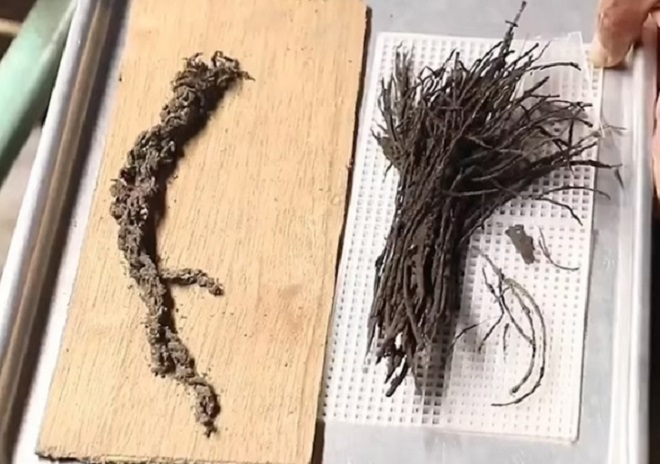 Bó hoa 2.000 năm tuổi còn nguyên dây buộc dưới kim tự tháp