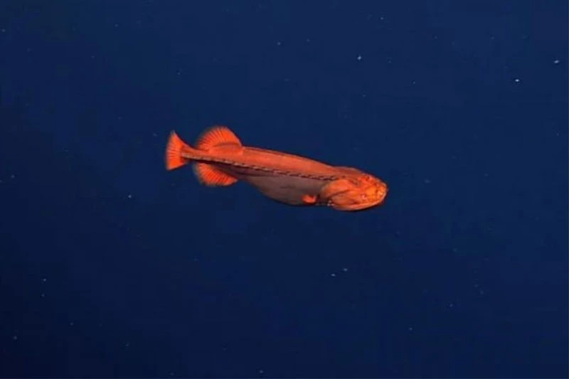 Cá màu cam có khả năng thay đổi hình dạng