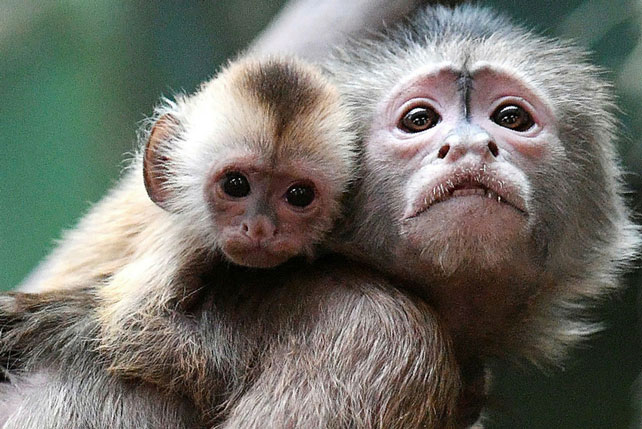 Cửa kính trong vườn thú tự nhiên vỡ toang, các nhân viên xem lại video, không tin nổi vào mắt mình