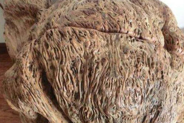 Lão nông nhặt được khúc gỗ hình ‘não heo’, tặc lưỡi đem bán với giá rẻ mạt: Khi biết giá trị thật, ông hối hận không kịp!