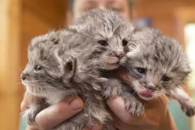 Đem đàn mèo con nhặt được về nuôi, đến khi nghe được gốc gác của chúng, chàng trai lập tức "tiễn khách"