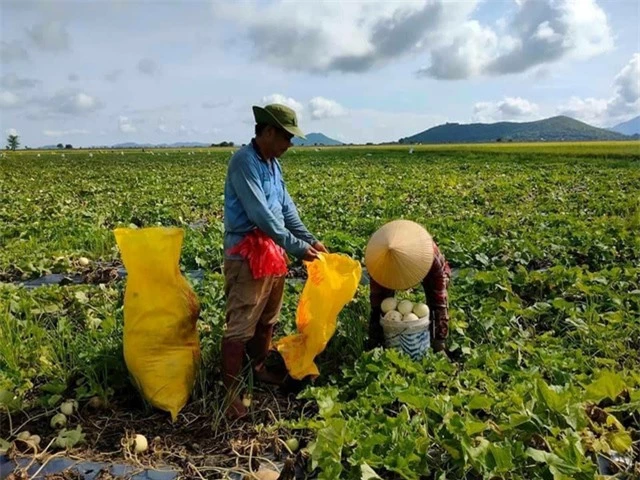 Nông sản kêu cứu mùa dịch - Ảnh 1.