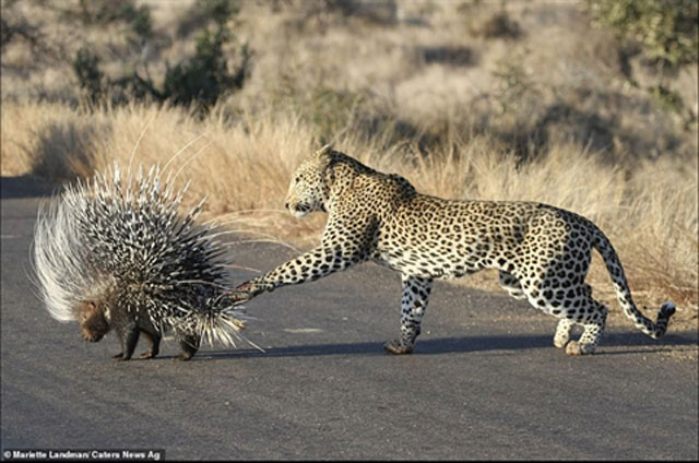 Báo đói làm liều săn nhím: Thua đau, chân đẫm máu