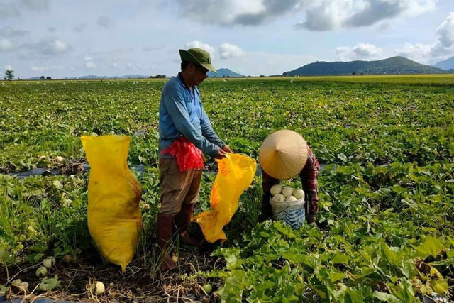 Nông sản "kêu cứu" mùa dịch