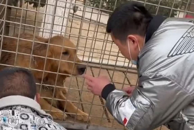 Được chủ nhân giải cứu trước lúc bị đưa vào lò mổ, chú chó làm ra 1 việc khiến nhiều người không thể cầm lòng