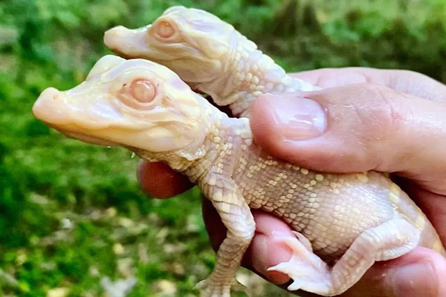 Cặp cá sấu bạch tạng được sinh nở tại vườn thú Florida